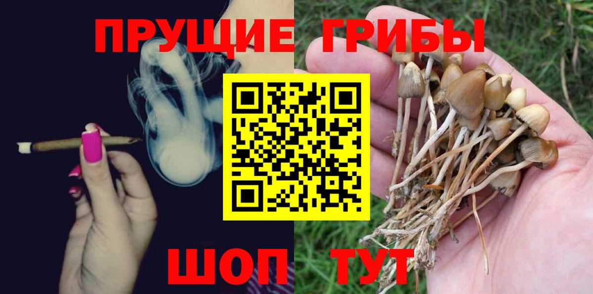 Галлюциногенные грибы Psilocybine cubensis Югорск